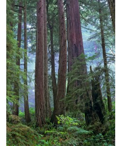 Tim Fitzharris, Old growth forest of Coast Redwood stand