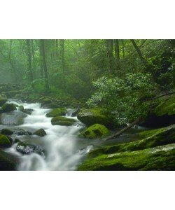 Tim Fitzharris, Roaring Fork River flowing through fores
