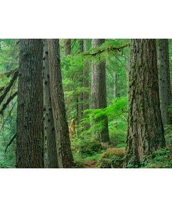 Tim Fitzharris, Old growth forest of Western Red Cedar G