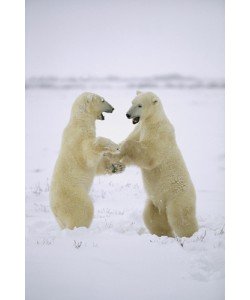 Konrad Wothe, Polar Bear two males play-fighting, Huds