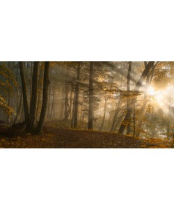 Norbert Maier, Forest Light