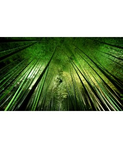 Takeshi Marumoto, Bamboo Night