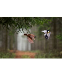 Peter Bognar, Two