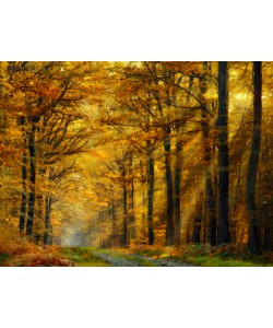 Marianna Safronova, Enchanted Forest