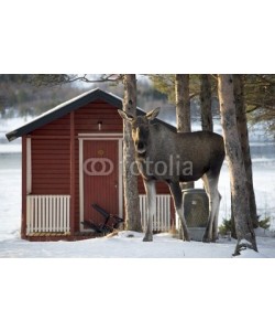 Blickfang, Elch an Hütte Norwegen