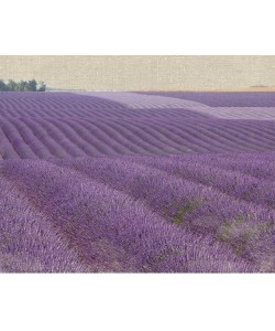 Bret Straehling, Lavender on Linen 1