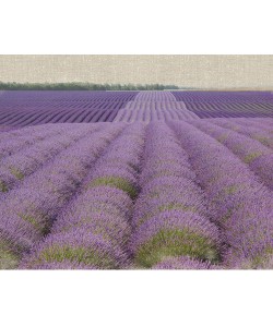 Bret Straehling, Lavender on Linen 2