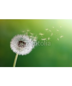 Brian Jackson, Dandelion clock in morning sun