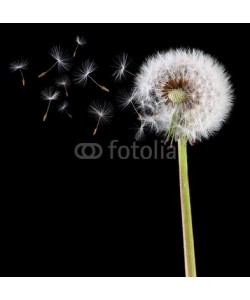 Brian Jackson, Dandelion seeds in the wind