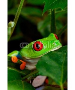Brenda Carson, Red Eyed Tree Frog Closeup