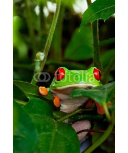 Brenda Carson, Red Eyed Tree Frog in Leaves