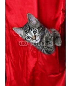 Brenda Carson, red silk tabby