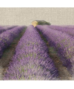 Bret Straehling, Lavender Field