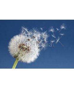 Brian Jackson, Dandelion clock dispersing seed