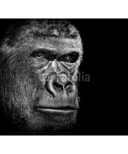byrdyak, Gorilla portrait