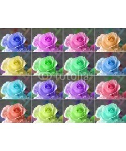 c, Popart roses