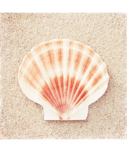 Carolyn Cochrane, Scallop Shell