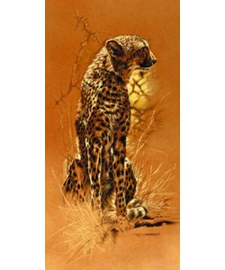 Renato Casaro, Cheetah
