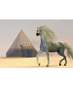 Catmando, Arabian Horse