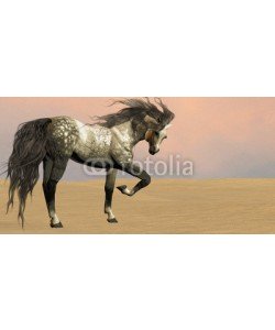 Catmando, Desert Arabian Horse