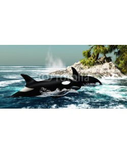 Catmando, Orca Killer Whales