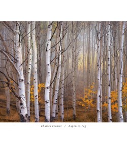 Charles Cramer, Aspen in Fog