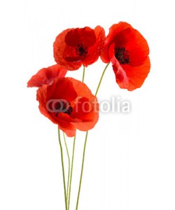 Chlorophylle, Coquelicots