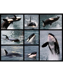 Christian Musat, Eight photos mosaic of killer whales (Orcinus orca)