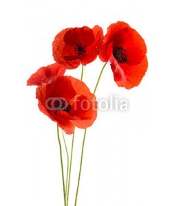 Chlorophylle, Coquelicots