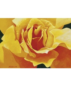 Christian, Honeymoon (Yellow Rose)