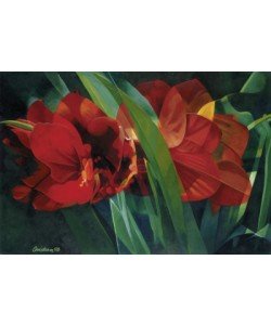 Christian, Magic Blossom (Amaryllis)