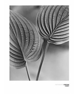 Christian Coigny, Deux Feilles
