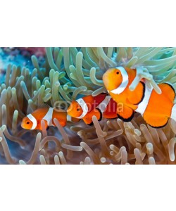 crisod, Clownfish