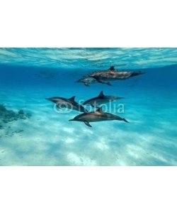 crisod, Dolphins in the sea