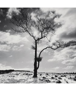 Dave Butcher, Lone Tree # 2, Peak District, England