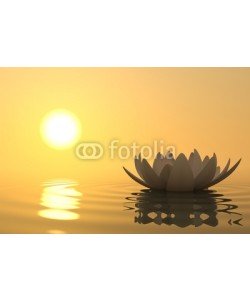 dampoint, Zen flower lotus on sunset