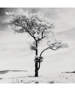 Dave Butcher, Lone Tree # 3, Peak District, England