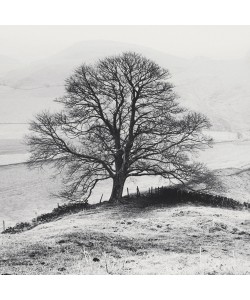 Dave Butcher, Misty Tree, Peak District,  England