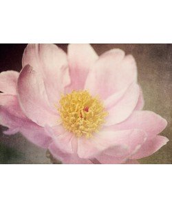 Dawn Leblanc, Peony in the Park