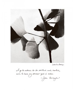 Debra Van Swearingen, Delicate Ginkgo