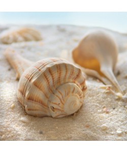 Donna Geissler, Beach Shell III