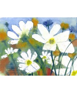 Dieter Hecht, Weisse Cosmea und Mohn