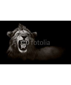 donvanstaden, Lion displaying dangerous teeth