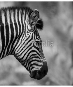 donvanstaden, Zebra Head