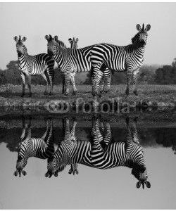 donvanstaden, Zebra with water reflection