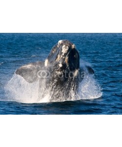 Eduardo Rivero, A Right Whale in Peninsula Valdes, Argentina.