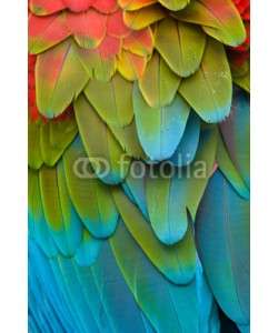 Eduardo Rivero, Colorful Macaw Plumage