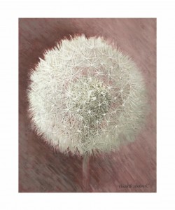 Elisabeth Verdonck, Dandelion Clock I