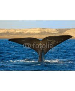 elnavegante, Right whale in Patagonia, Argentina.