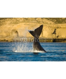 elnavegante, Right whale in Peninsula Valdes, Patagonia, Argentina